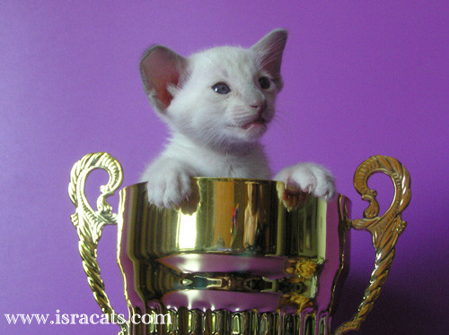 Rebecca Sand Silk.Siamese Kitten