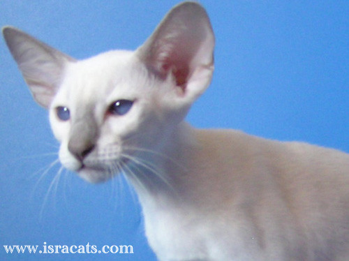 Romashka Sand Silk.Siamese Kitten