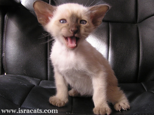Siamese Sand Silk Litter ,More information and pictures