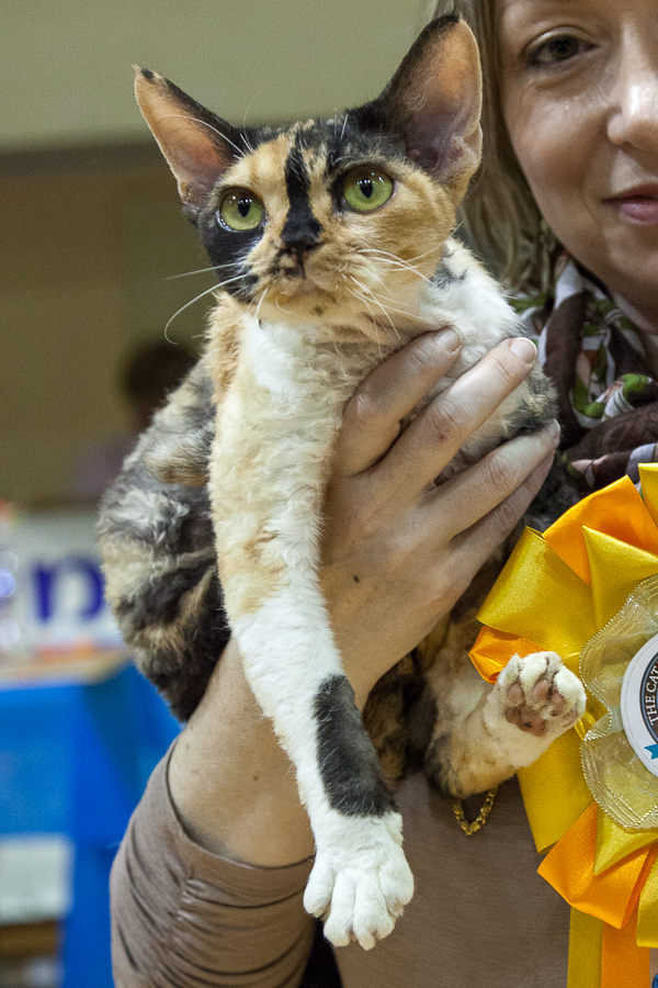 Raya's Mysterious Flower of Sand Silk Devon Rex female cat Smoke Tortie with white BEST Devon Rex International Division and 4th BEST Devon Rex in the world