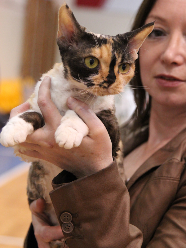 Raya's Mysterious Flower of Sand Silk Devon Rex female cat Smoke Tortie with white 