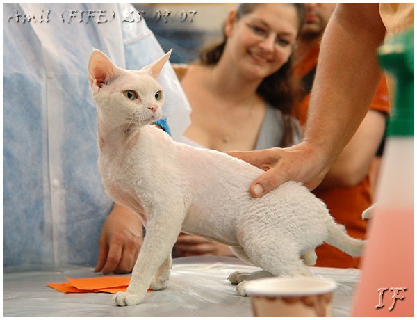 More picrures from cat shows