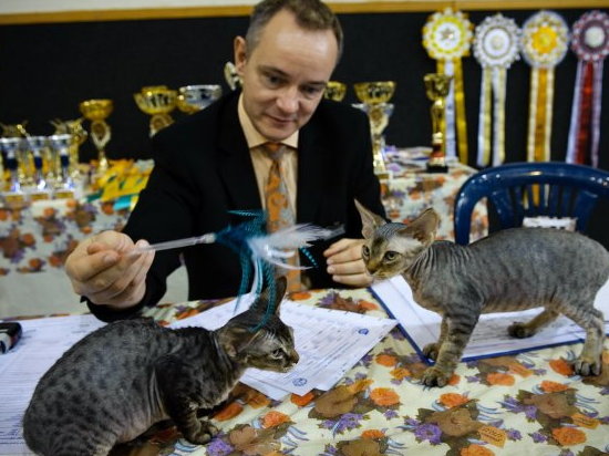 Sand Silk Yojik,Sand Silk Yammie Cat show Israel ,with judge Adreas Mobius -Germany