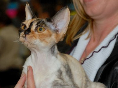 Raya's Mysterious Flower of Sand Silk (Mysti) ,Devon Rex female Cat,Tortie with white (calico)