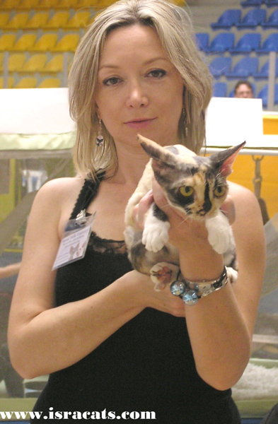 Felis Cat Club (WCF) International Cat show Golden Cat 2010 .Raya's Mysterious Flower of Sand Silk Devon Rex female cat Tortie with white 