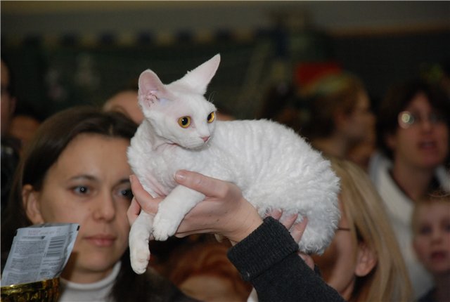 More picrures from cat shows