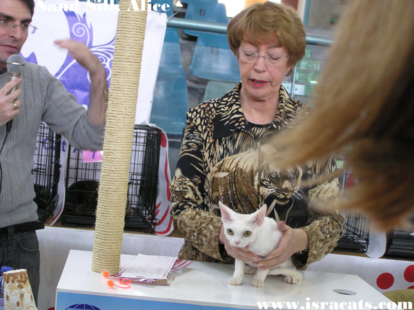 Sand Silk Alice 2nd BEST Kitten AllBreed in TICA show ,January 08,2011 Holon Israel.