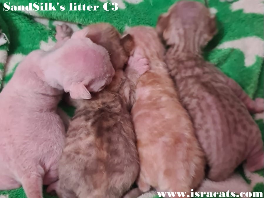 Devon Rex Sand Silk Litter,More information and pictures