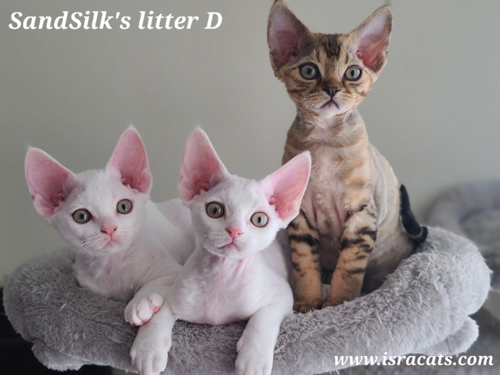 Sand Silk Litter D3 