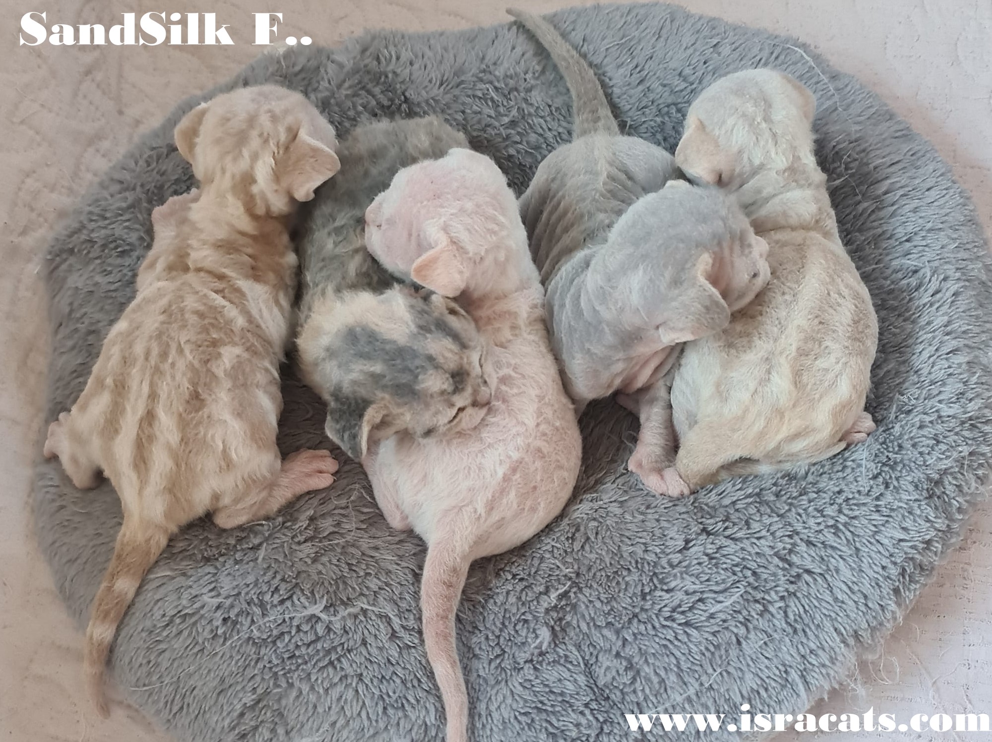 Sand Silk Litter F3 