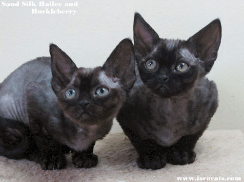 Devon Rex kittens from Sand Silk 