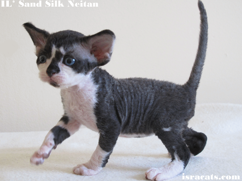 Sand Silk Devon Rex Kittens