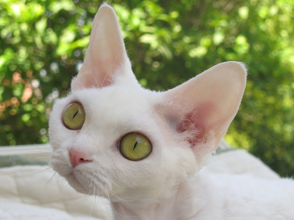 Sand Silk Alice,Devon Rex female Cat,White.More information and pictures