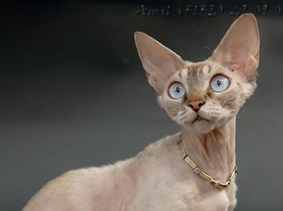 Santala's Nyah,Devon Rex Cat,Female,More information and pictures