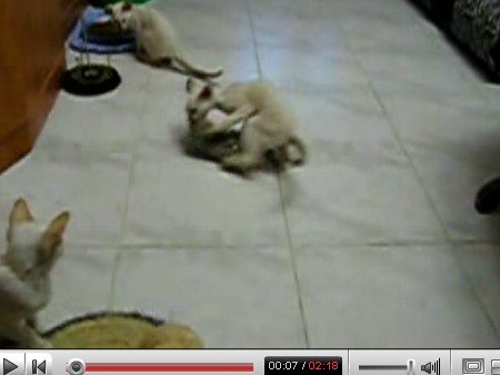 Video