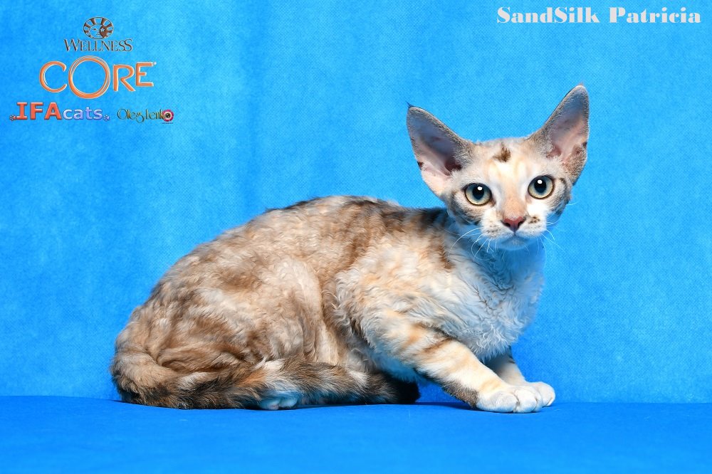 Sand Silk Patricia  female devon rex, color Seal Silver Torbie Mink & White  