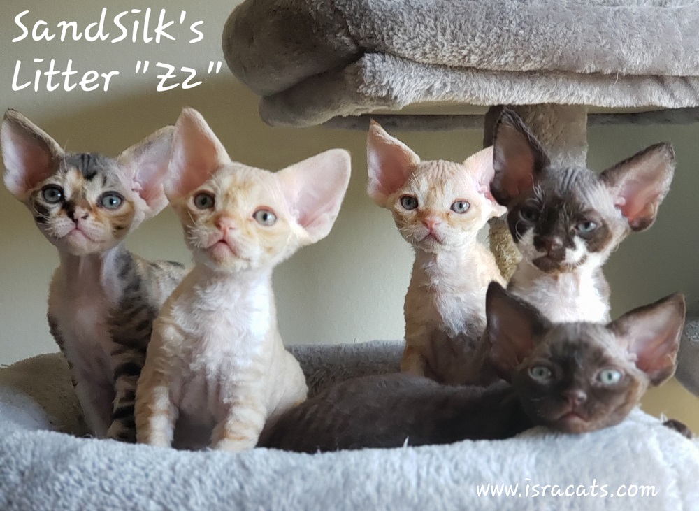 Devon Rex Sand Silk Litter,More information and pictures